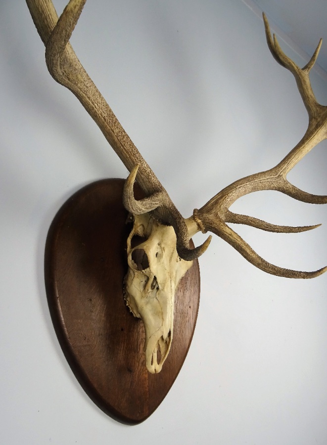 Vintage Large Set of Stag Antlers (9).JPG